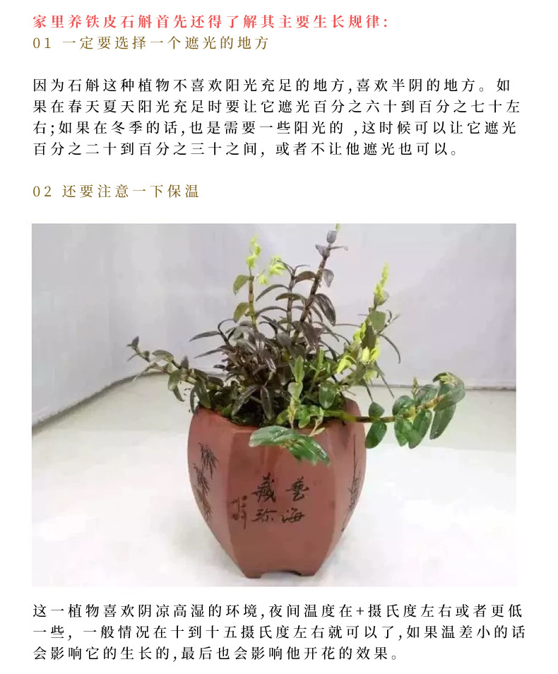 铁皮石斛盆栽_14.jpg